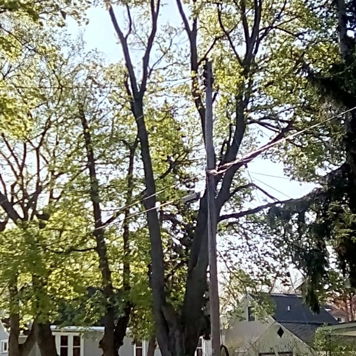 maple tree near power lines