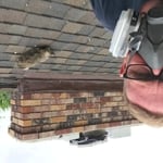 Raccoon Removal
