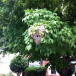 Hornets Nest Removal