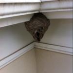 Bald Faced Hornet Nest