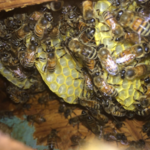 Another Bee Hive we relocated