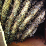 Bee HIve Relocation