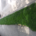 lawn renovations