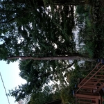 Cut Down