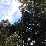 Tree Trim