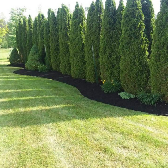 Lawn Maintenance