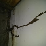 Termite Evidence