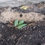 Large Termite Colony