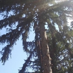 Tree Trimming/Removal