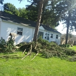 Tree removal