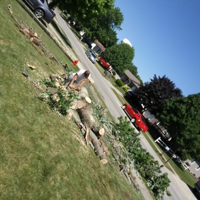 Tree removal