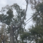 Lake Charles Tree Removal