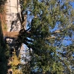 Westlake Tree Removal