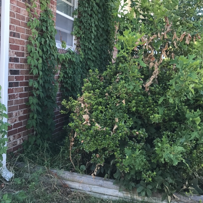 Brush removal/bed clean up before