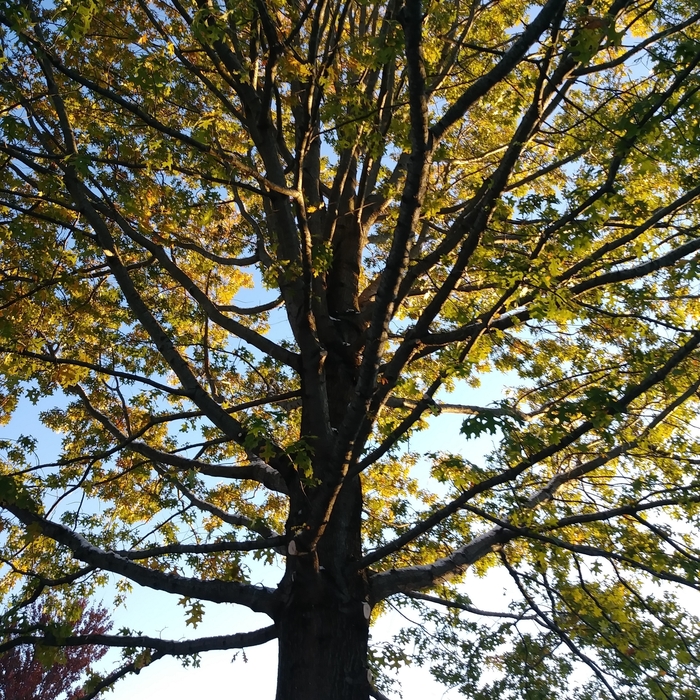 Pin Oak