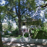 Elm Tree