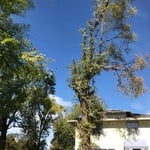 Elm Tree being removed.