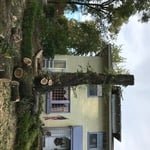 Elm Tree all Limbed.