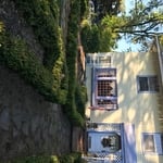 Elm Tree Removed