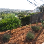 Grover Beach Landscaping