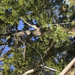 Williams Tree Clips