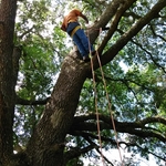 Williams Tree Clips
