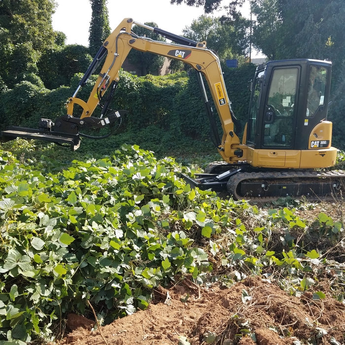 Kudzu job