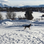 Happy New DogWatch Pups!