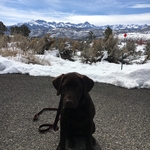 Happy New DogWatch Pups!