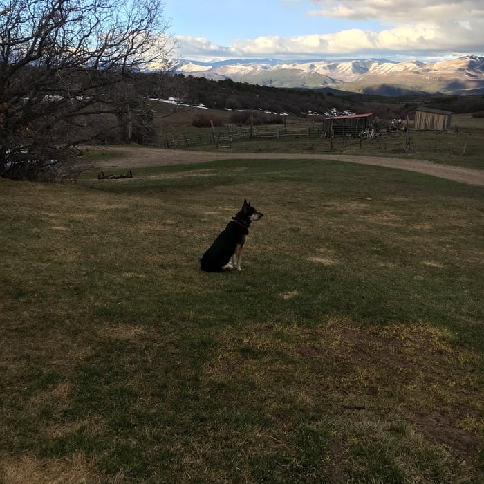 Happy New DogWatch Pups!
