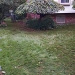 Trim and shape