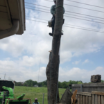 Tree Removal