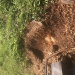Stump grinding
