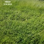 lawn maintenance