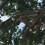 Tree trimming