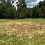 Tree removal