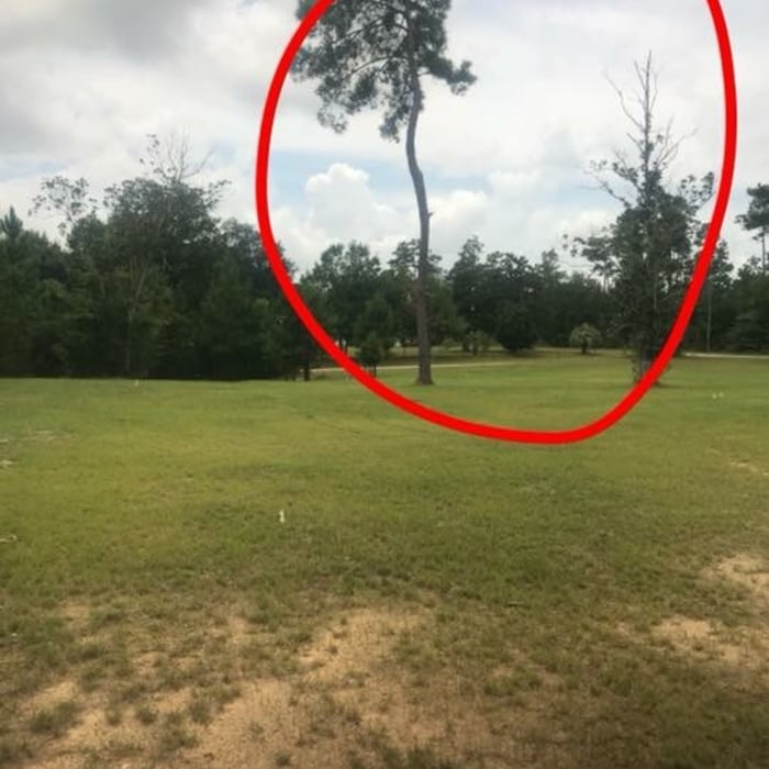 Tree removal