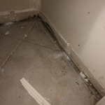 Moldy Baseboards
