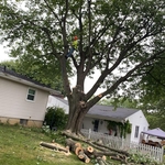 TREE SERVICE