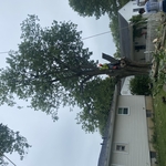 TREE SERVICE