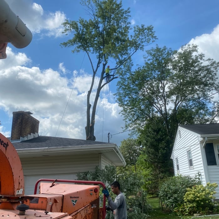 TREE SERVICE