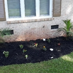 Close up of Install Black Mulch and Flowers