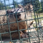 Groundhog