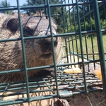 Groundhog