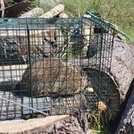 Groundhog
