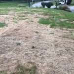 Complete lawn renovation