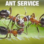 Ants service