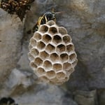 Small wasp nest
