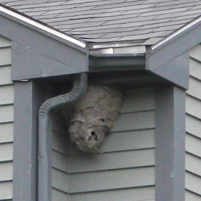 Wasp nest