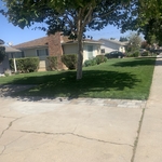 Back yard